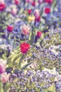 Blooming flowerbed with red and pink tulips and pancies flowers. Spring or summer flower garden.