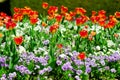 Blooming flowerbed with red tulips and pancies flowers. Spring or summer flower garden.