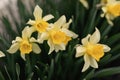 Blooming flowerbed of yellows narcissus on a blurred background. Royalty Free Stock Photo