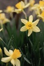 Blooming flowerbed of yellows narcissus on a blurred background. Royalty Free Stock Photo