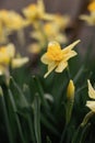 Blooming flowerbed of yellows narcissus on a blurred background. Royalty Free Stock Photo