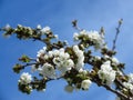 Prunus avium, wild cherry, sweet cherry, gean, bird cherry a flowering tree against blue sky Royalty Free Stock Photo