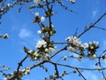 Prunus avium, wild cherry, sweet cherry, gean, bird cherry a flowering tree against blue sky Royalty Free Stock Photo