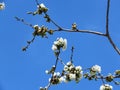 Prunus avium, wild cherry, sweet cherry, gean, bird cherry a flowering tree against blue sky Royalty Free Stock Photo