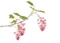 Blooming flowering currant branch on a white backgorund