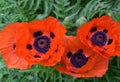 Blooming and Flowering Orange Oriental Poppies in a Garden