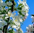 Blooming flowers on an Apple tree, macro