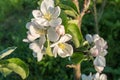 Blooming flowers of a apple tree with blue sky, close up. Macro photo, flowers of apple. Apple Trees have pretty flowers Royalty Free Stock Photo