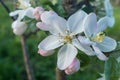 Blooming flowers of a apple tree with blue sky, close up. Macro photo, flowers of apple. Apple Trees have pretty flowers Royalty Free Stock Photo