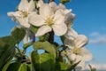 Blooming flowers of a apple tree with blue sky, close up. Macro photo, flowers of apple. Apple Trees have pretty flowers Royalty Free Stock Photo