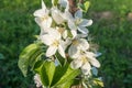 Blooming flowers of a apple tree close up. Macro photo, flowers of apple. Apple Trees have pretty flowers in the spring Royalty Free Stock Photo