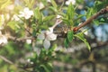 Blooming flowers on apple tree. Ladybug sitting on the branch Royalty Free Stock Photo