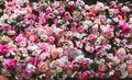 Blooming flowers banner, pink flowers background. Many pink roses, peonies, hydrangea arrangement