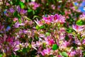 Blooming flowers of Bauhinia Purpurea tree