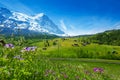 Blooming flowers with beautiful Swiss landscape