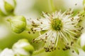 Blooming flowers of Blackberry in the garden. Bunch of fresh white flowers - Rubus fruticosus - on branch with green leaves Royalty Free Stock Photo