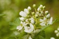 Blooming flowers of Blackberry in the garden. Bunch of fresh white flowers - Rubus fruticosus - on branch with green leaves Royalty Free Stock Photo