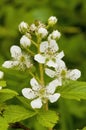 Blooming flowers of Blackberry in the garden. Bunch of fresh white flowers - Rubus fruticosus - on branch with green leaves Royalty Free Stock Photo