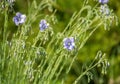 Blooming flowers of blue flax close-up on a bright spring day