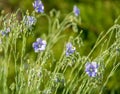 Blooming flowers of blue flax close-up on a bright spring day