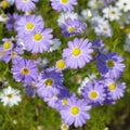 Purple flowers Brachicoma Royalty Free Stock Photo