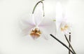 Blooming flowers and buds of a white moon orchid on a light background Royalty Free Stock Photo