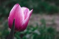 Tulip on a green meadow. Flowers background. Nature.