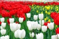 Blooming flowers in a city park. Many beautiful spring flowers. A field of yellow, white and red tulips Royalty Free Stock Photo