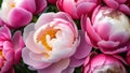 Blooming flowers closeup. Blossomed pink peony roses, gentle petals