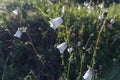 blooming flowers codonopsis clematidea in field in summer