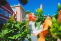 Blooming flowers with colorful houses in background