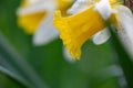 Blooming flowers of daffodils in springtime macro photography. Royalty Free Stock Photo