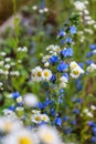 Blooming flowers of an daisy chamomile plant on a bright warm sunny day