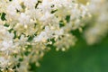 Blooming flowers elderberry