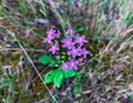 Blooming flowers of European centaury herb also known as Common centaury and Bitter herb and Centaurium erythraea Royalty Free Stock Photo