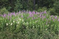 Blooming flowers fireweed