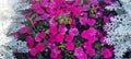 Blooming flowers in a flower bed. Petunias, marigolds Royalty Free Stock Photo