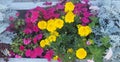 Blooming flowers in a flower bed. Petunias, marigolds Royalty Free Stock Photo