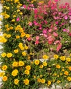 Blooming flowers in a flower bed. Petunias, marigolds Royalty Free Stock Photo