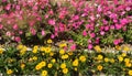 Blooming flowers in a flower bed. Petunias, marigolds Royalty Free Stock Photo