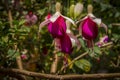 Asia, Vietnam, Dalat, Flower fuchsia