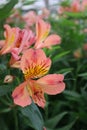 Blooming Flowers at the Garden of Benguet