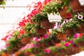 Blooming flowers inside a garden center greenhouse - nursery Royalty Free Stock Photo