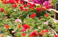 Blooming flowers inside a garden center greenhouse - nursery Royalty Free Stock Photo