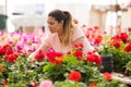 Blooming flowers inside a garden center greenhouse - nursery Royalty Free Stock Photo