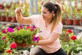 Blooming flowers inside a garden center greenhouse - nursery Royalty Free Stock Photo