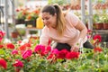 Blooming flowers inside a garden center greenhouse - nursery Royalty Free Stock Photo