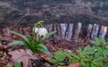 Blooming flowers Leucojum vernum, called the spring snowflake, over a forest stream. Lovely flowers in natural habitat Royalty Free Stock Photo