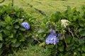 Blooming flowers lining the tea bushes Royalty Free Stock Photo