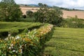 Blooming flowers lining the tea bushes Royalty Free Stock Photo